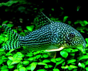 Corydoras - Sterbai Corydoras - Sterbai